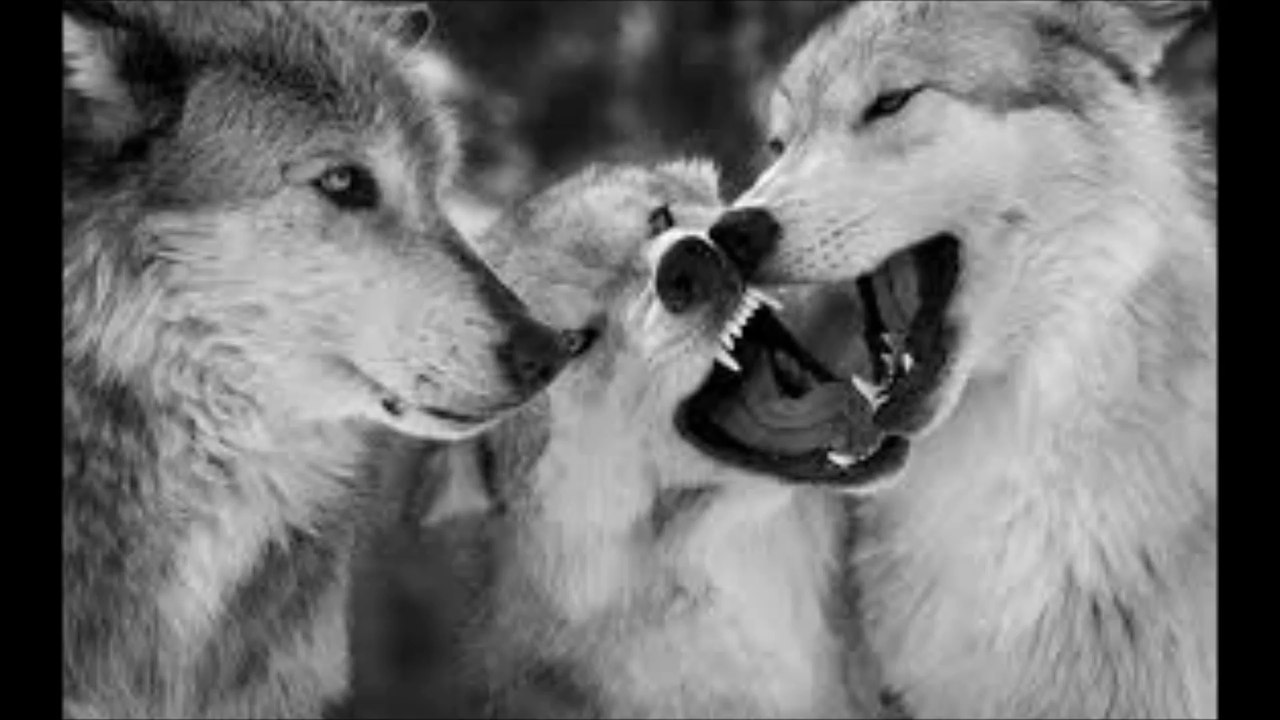 Tempesta Noire - Wolves And Cathedrals