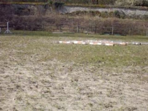 Elipse, galop en carrière n°2