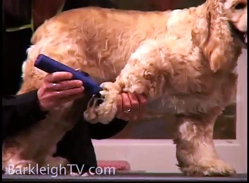 Designer Doo's for Mutts (American Cocker Spaniel) - Kathy Rose, Groom Expo 2009