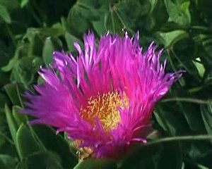 Albufeira, Algarve (Portugal)