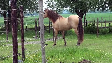 Male talk - about the taboo of 'dropping' and masturbating Horses