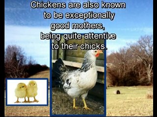 ANIMALS TEACH US WHAT LOVE IS