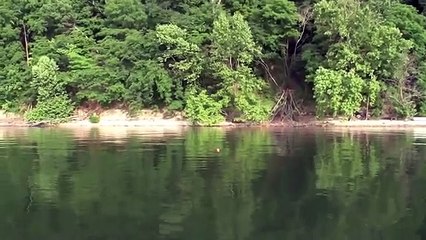 *REAL-TIME* Crappie fishing tips for brush piles.