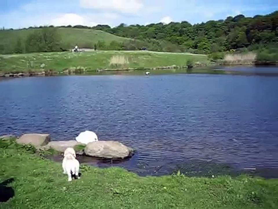 Basset vs swan