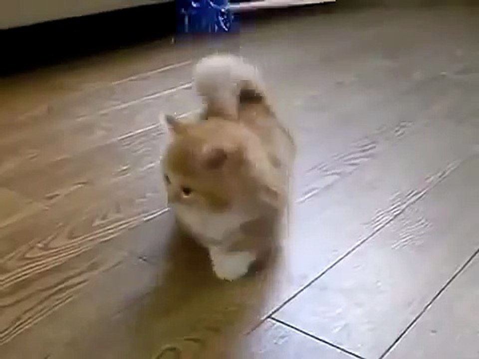 Cutest Cat ever !!
