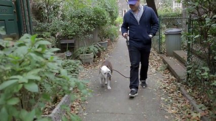 Bagel the Bulldog Flying for First Time - ServiceAnimalTravel.com