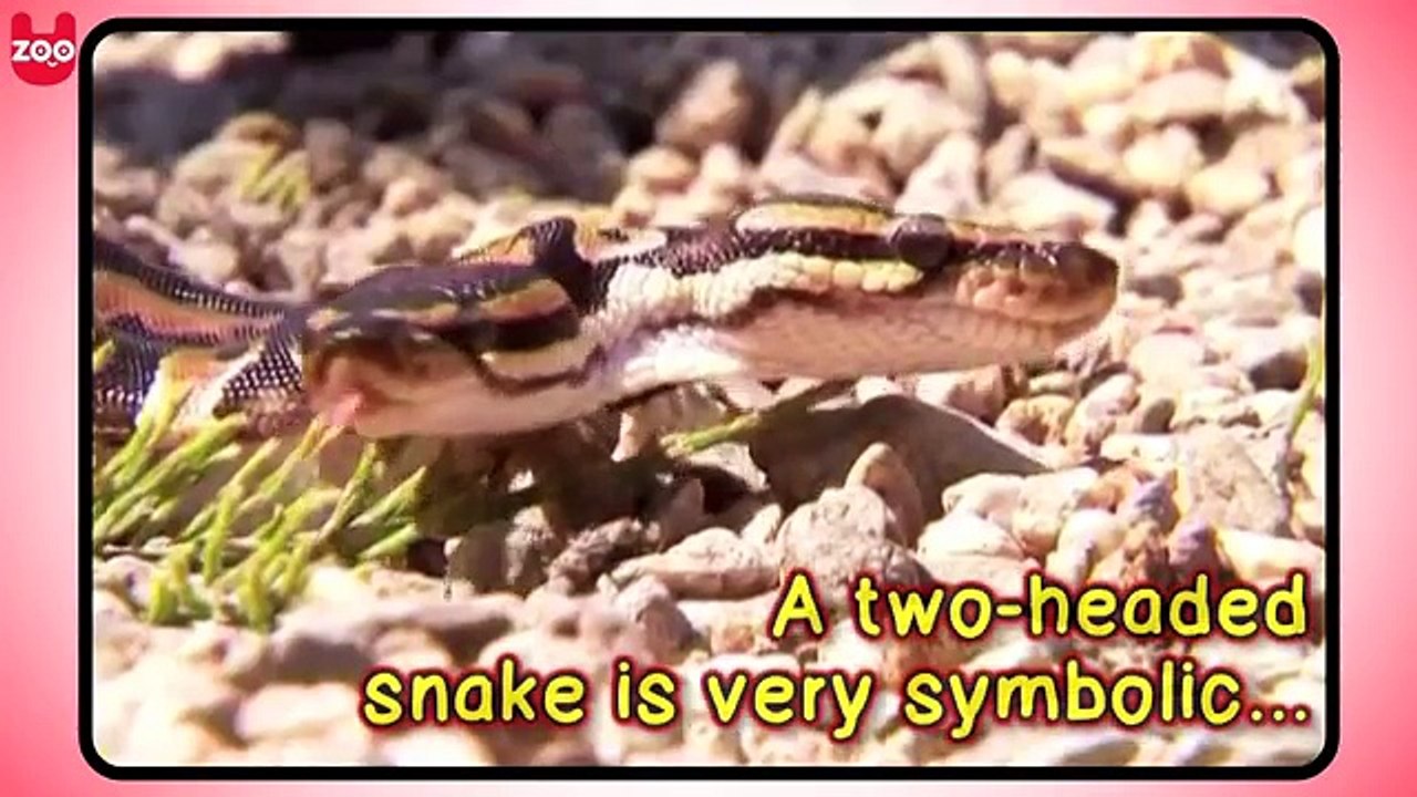Crazy Two Headed Animals
