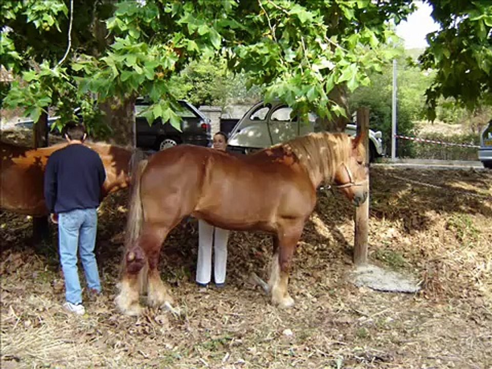 Les cavalcades