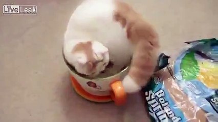 Petit chat dans une tasse