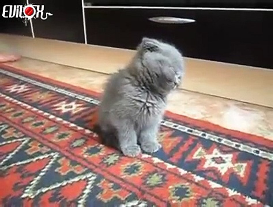 Chaton dort debout