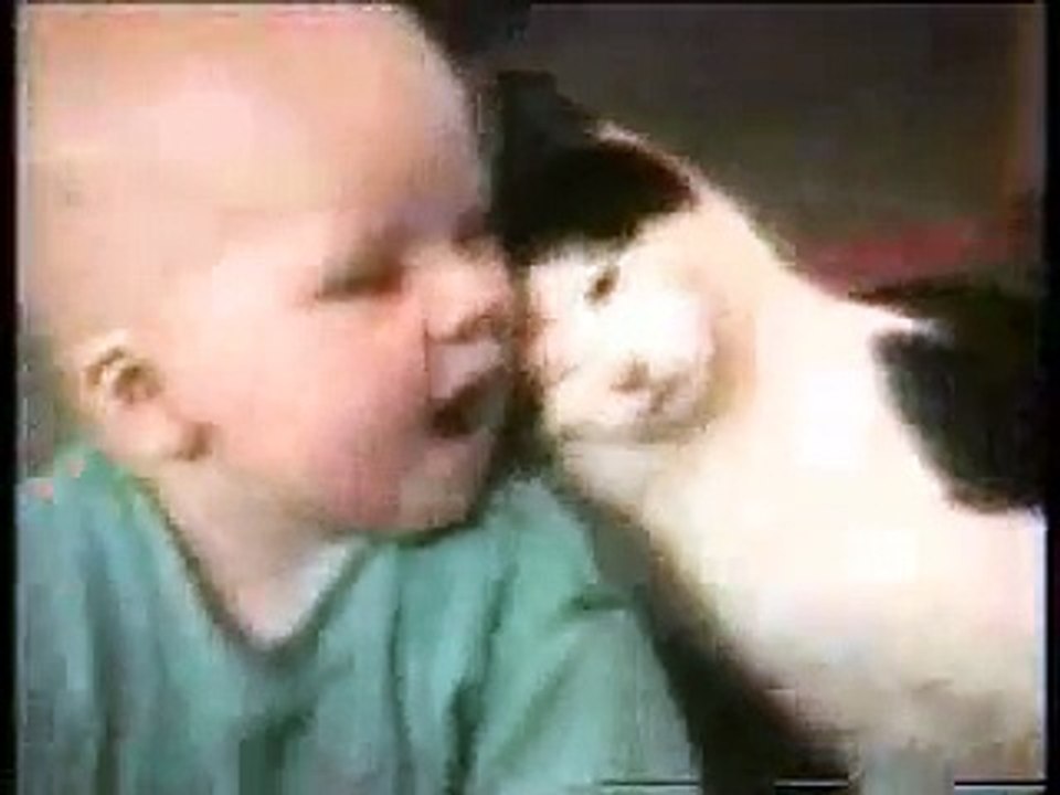 Gatos LOL