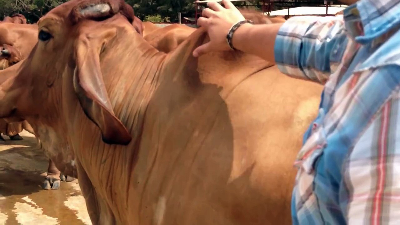 Red Brahman