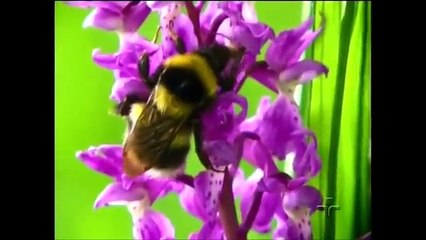 No Reino da Floresta - Planeta Terra