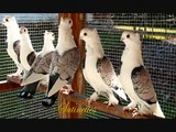 Fancy Breeds Of Pigeons