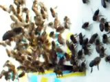 ruche, ruchette lerouge elevage selection abeilles essaims 3a bees