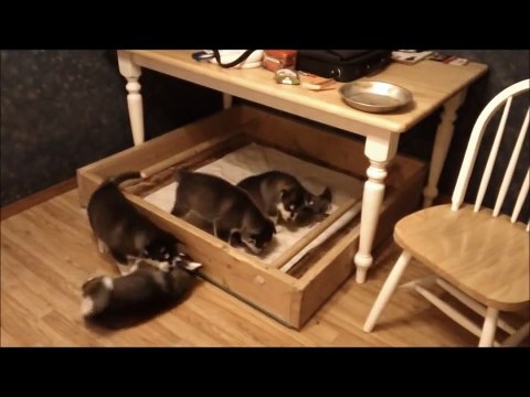 Alaskan Malamute Puppies at 5 weeks old