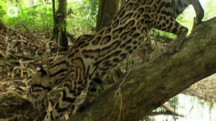 Why Do Cats Spray Urine?