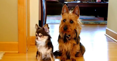 Who Pooped In the Kitchen?