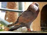 pakistani indain high fly pigeons  kabootar