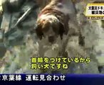 Dog stands by his injured friend after Japanese Earthquake Tsunami Meltdown Disaster
