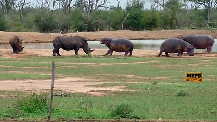 Rhino vs Hippo
