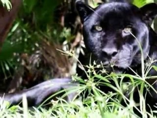 O mistério e a beleza da Pantera-negra! The Black panther's!