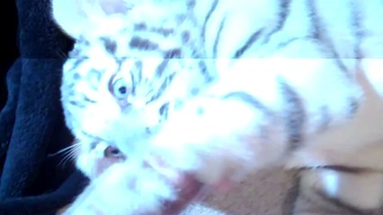 Playing with 2 Baby Siberian Tigers!
