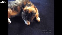 Chat qui fait un calin à Bébé Oiseau