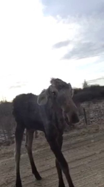Ungrateful Moose