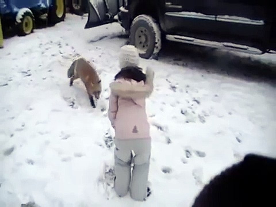 Hand Feeding a Red Fox