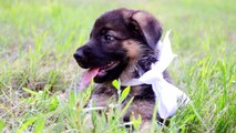 German Shepherd puppies play with Schnauzer and Rotty puppies