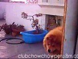 Last days of my old Chow Chow 