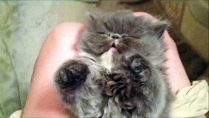 VIDEO Petit chat qui s'endort pendant qu'il joue (BUZZ)