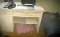 VIDEO Petits chats dans un tiroir (BUZZ)