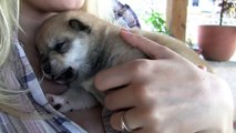 CUTEST PUPPIES SHIBA INU 20 days old