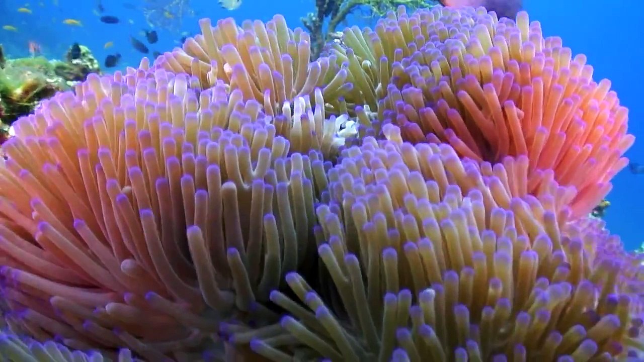 Fiji - Diving with the Bulls