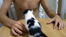 Bébé chat qui boit du lait au biberon