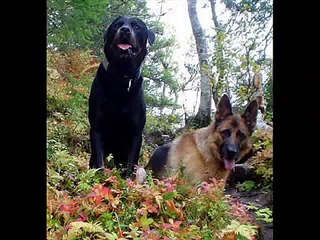 German shepard and Rottweiler