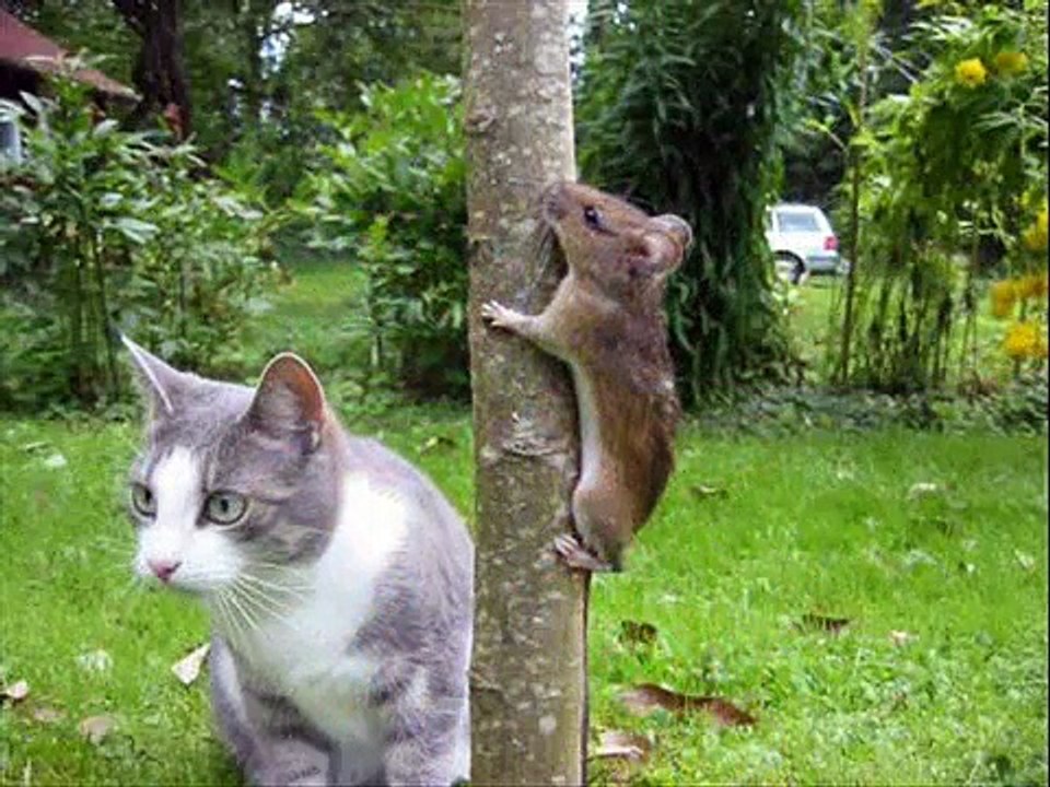 Défilée d'animaux