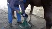 Using an Electric Grinder for Horse Hoof Trims - Pros & Cons - Rick Gore Horsemanship
