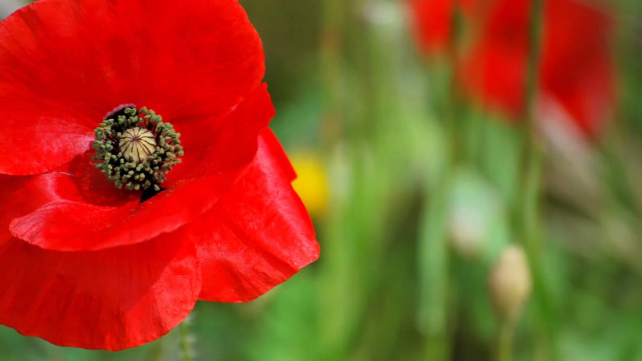 COULEUR COQUELICOT
