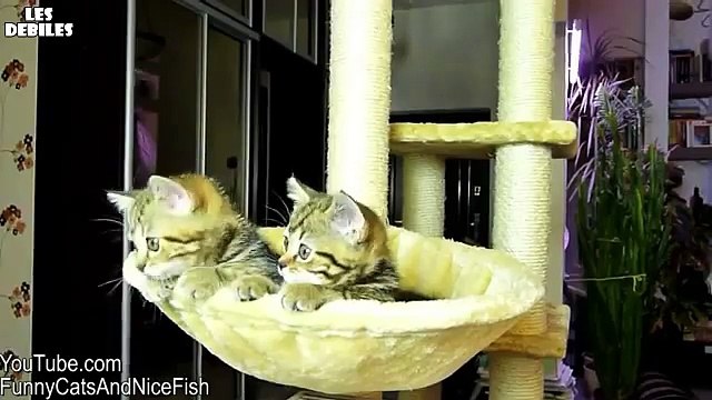 Petits Chats regardent un Match de Tennis