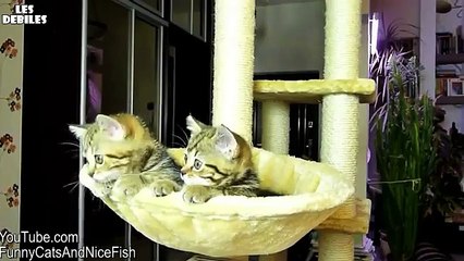 Petits Chats regardent un Match de Tennis