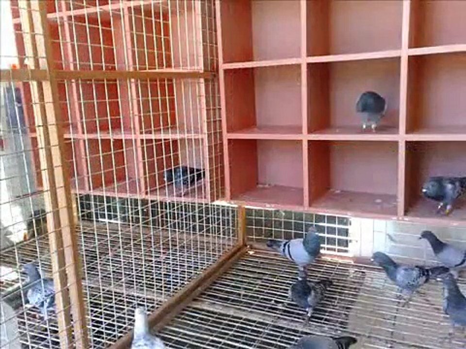 RACING PIGEON - Raging Goblins  Loft  - Philippines - BULFED SUPRA kalapati