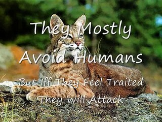 Top 10 Most Dangerous Animals In North-America