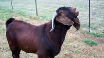 Golden Acres Boer Goats 12-30-2010