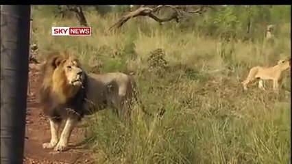 Lion Whisperer