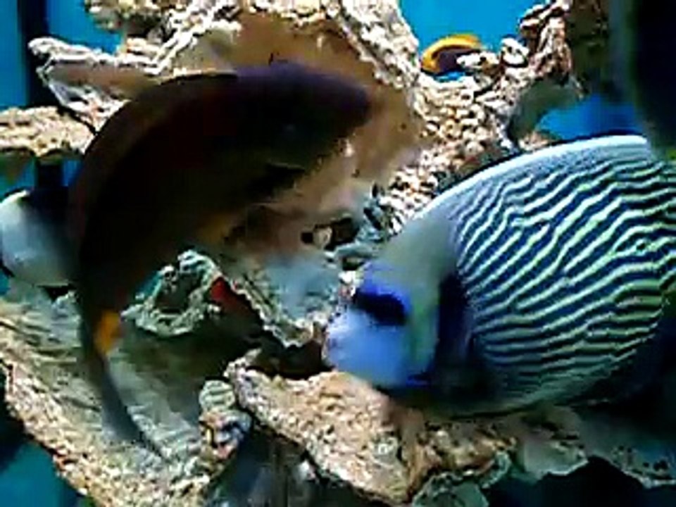 fish123