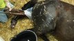 Pregnant Thoroughbred Mare in Labor. Horse Giving Birth. Foaling a Baby Colt