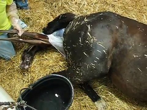 Pregnant Thoroughbred Mare in Labor. Horse Giving Birth. Foaling a Baby Colt